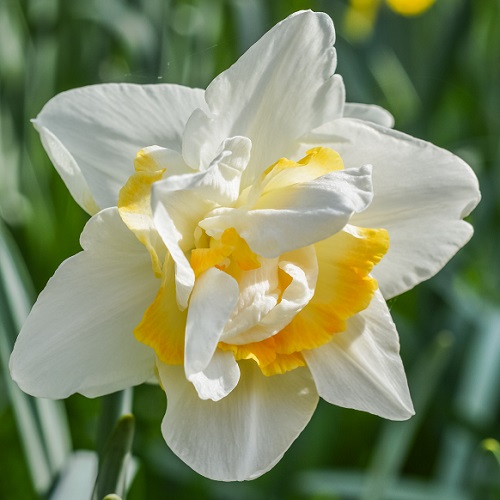 Daffodil Bulbs - White Lion
